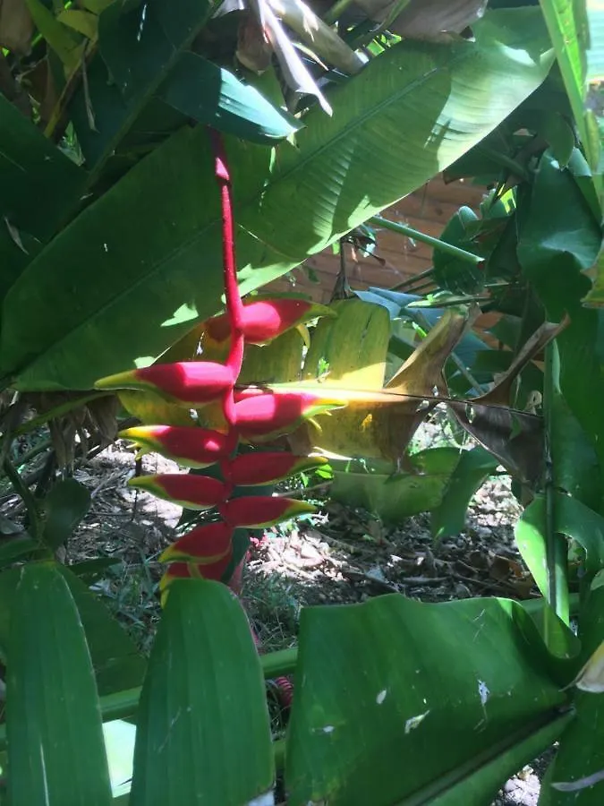 Holiday home Bungalow A L'Ombre De Bois-Jolan Villa Sainte-Anne  Guadeloupe